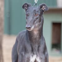 Photo of Royce Witherspoon