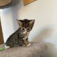 Photo of Ron (Weasley) Of Harry Potter Fame