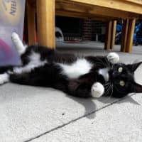 Photo of Catsby
