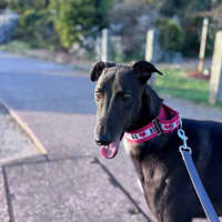Photo of Rocco