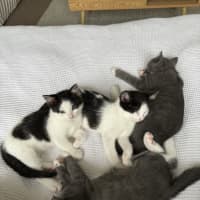 Photo of Fruit Loops