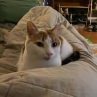 Photo of Hetty   Located In Coburg