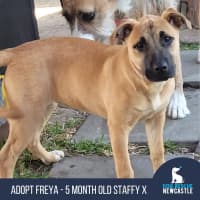 Photo of Freya   5 Month Old Staffy X