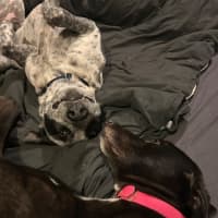 Photo of Duke   Cat Friendly 