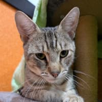 Photo of Bean