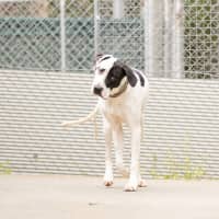 Photo of Spotty