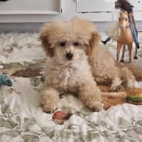 Photo of Sophia (Fifi)