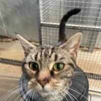 Photo of Banoffee