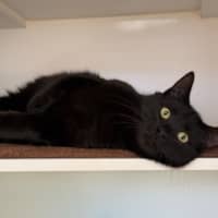 Photo of Bear