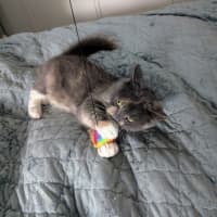 Photo of Muppet