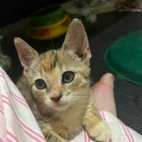 Photo of Pixie