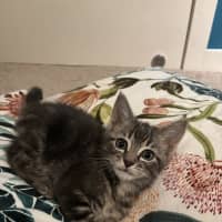 Photo of Shadow