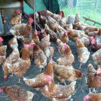 Photo of Chickens 12months Old Isa Browns