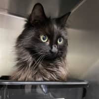 Photo of Bell
