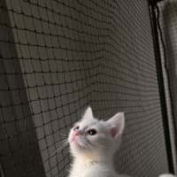 Photo of Marshmellow