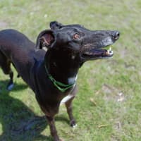 Photo of Coral (Eilish)