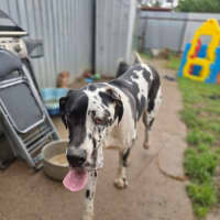 Photo of Darcy