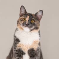 Photo of Layla