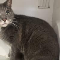 Photo of Sir Twist