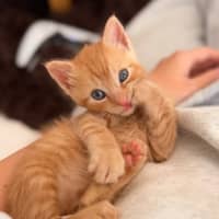 Photo of Rocket 