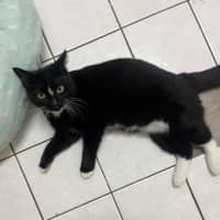 Photo of Johnny Utah   Available At Pet Quarters Rutherford