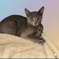 Photo of Emmy Lou
