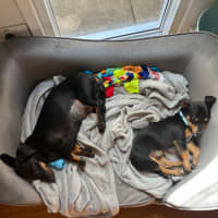 Photo of Bert   14 Week Old Mixed Breed