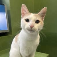 Photo of Mario (Bonded With Luigi)