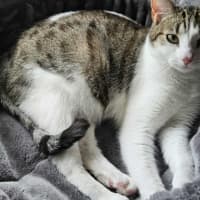 Photo of Dottie *9 Lives Project Rescue*