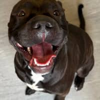 Photo of Tonka