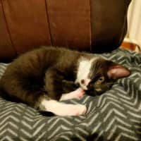 Photo of Oreo