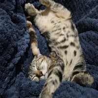 Photo of Ophelia
