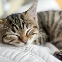 Photo of Bueno