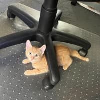 Photo of Chestnut