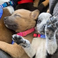 Photo of Chilli   8 Week Old Kelpie X (Trial)