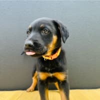 Photo of Uk Beverages Litter