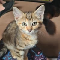 Photo of Aria