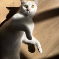 Photo of Snowy