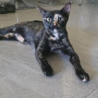 Photo of Cleo