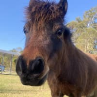 Photo of Rollo