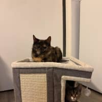 Photo of Pixie