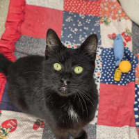 Photo of Loki