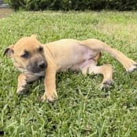 Photo of Lucy