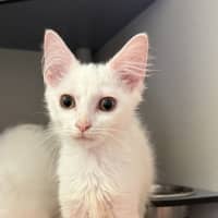 Photo of Sterling 