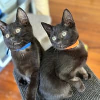 Photo of 💙 Moose 💙