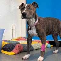 Photo of Dixie
