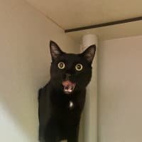 Photo of Soot