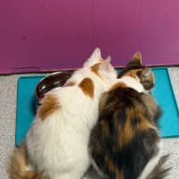 Photo of Bubble & Squeak