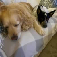 Photo of Missy   1 Year Old Cattle Dog X