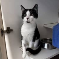 Photo of Mordecai